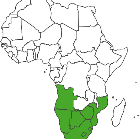 IMBISA